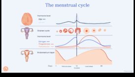 Poate o dietă cu conținut scăzut de grăsimi să susțină echilibrul hormonal la femei?