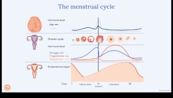 Poate o dietă cu conținut scăzut de grăsimi să susțină echilibrul hormonal la femei?