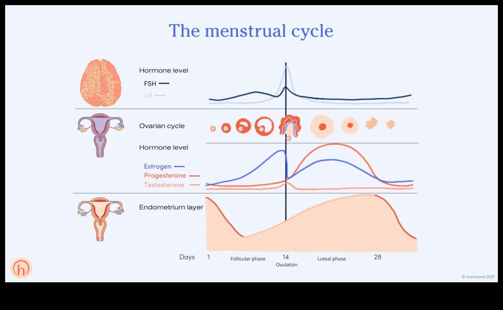 Poate o dietă cu conținut scăzut de grăsimi să susțină echilibrul hormonal la femei?