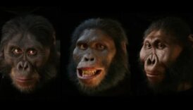 Portrete primitive: chipuri în figurine preistorice